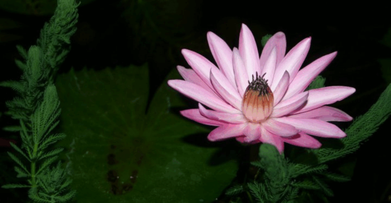 10 Beautiful Plants That Bloom at Night and Only for a Few Hours