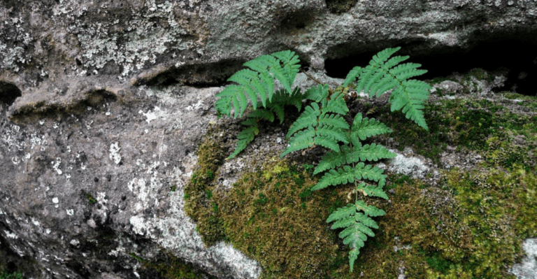 15 Plants That Grow on Bare Rock with Almost No Soil