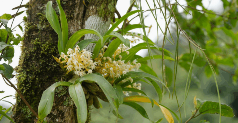 13 Plants That Live Off Other Plants Without Looking Like Parasites