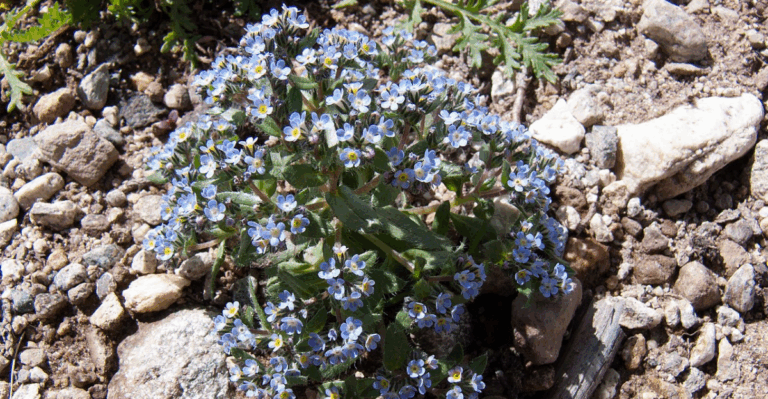 13 Resilient Plants That Survive on Bare Cliffs With Almost No Soil