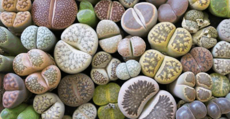 12 Stone Looking Plants That Surprise You With Flowers