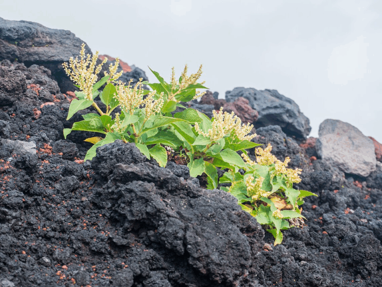 17 Rare Plants That Only Grow on Volcano Slopes and Lava Rock