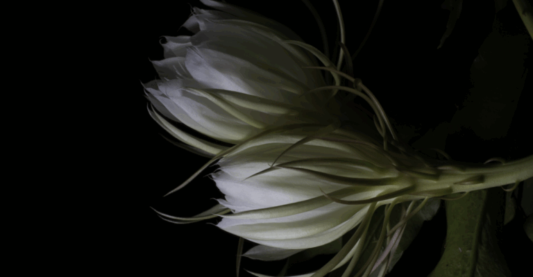 15 Plants That Spend Years Underground Before They Bloom Once