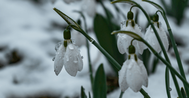 14 Plants That Survive Freezing Cold in Ways That Seem Impossible