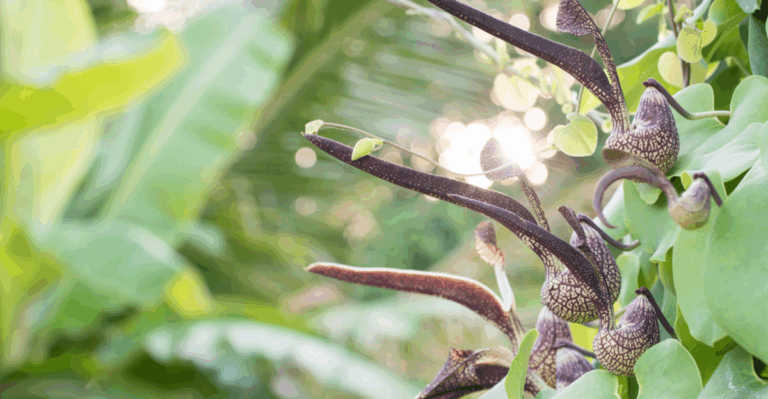 17 Plants with Flowers So Unusual People Think They’re Fake