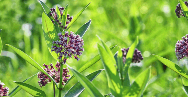 15 Plants with Seeds That Travel in Surprising Ways