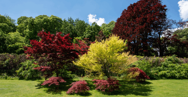 16 Plants with Leaves That Change Color Like Weather Maps