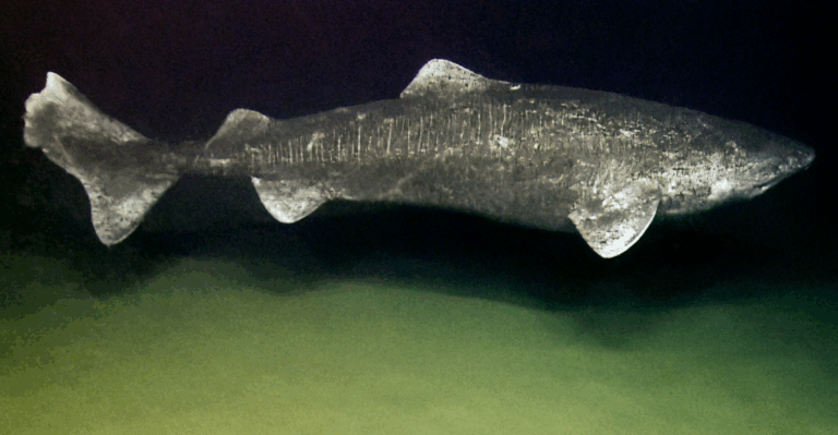 17 Prehistoric Looking Fish Species That Still Swim Today