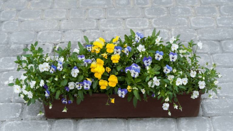 14 Container Plants That Can Stay Outside in Late Winter