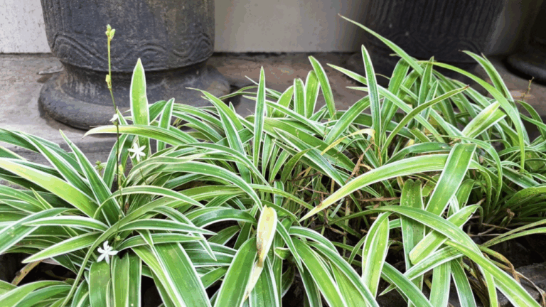 16 Houseplants You Can Move Outdoors in Late Winter in Warm Areas