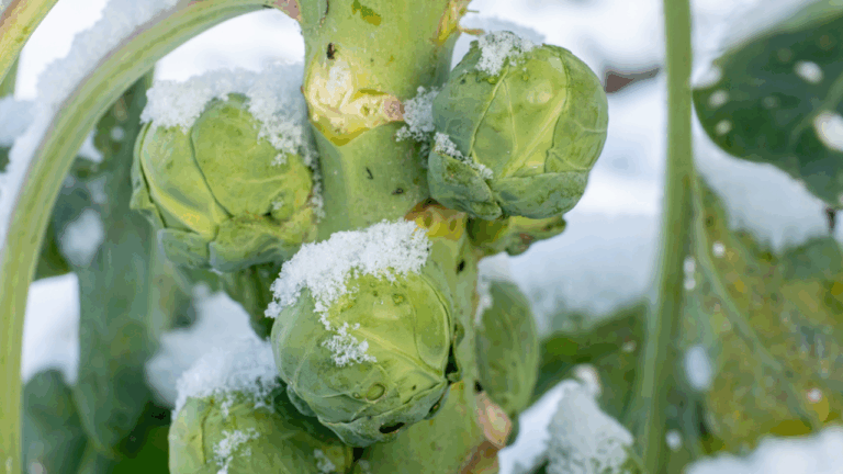18 Cold-Resistant Veggies To Grow In Your Garden This Winter Season