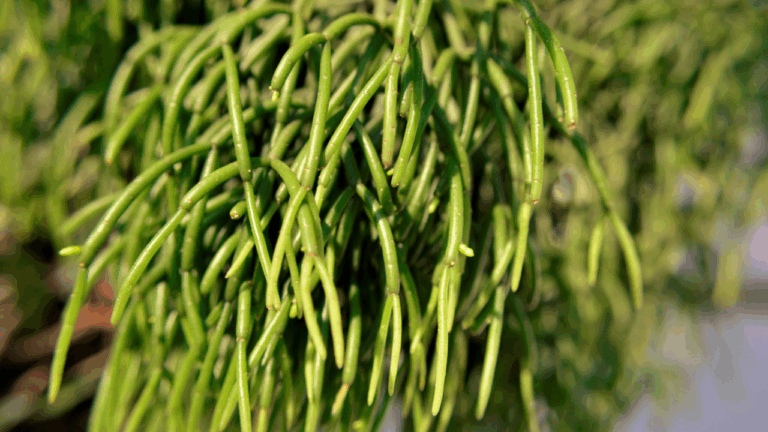 13 Rare Plants That Only Grow in Cloud Forests and Feel Otherworldly