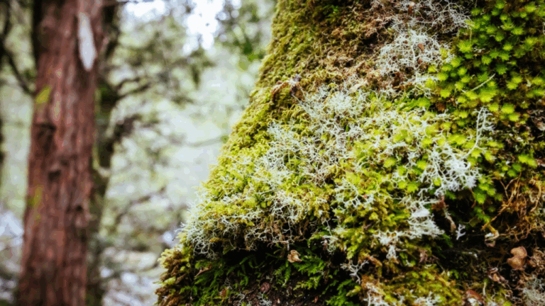 15 Ancient Mosses and Lichens That Tell the Story of Old Forests