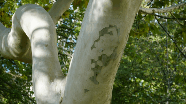 12 Unusual Trees With Bark Patterns That Look Like Natural Art