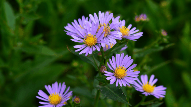 15 Rare Mountain Plants That Live Above the Tree Line
