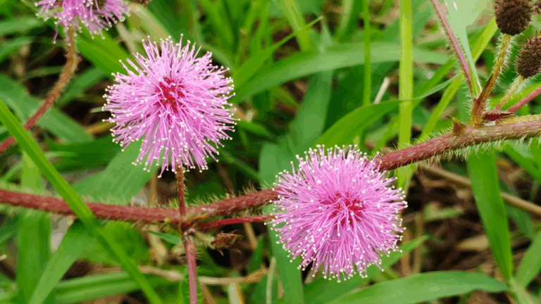 12 Unique Plants That Look Completely Different As They Grow