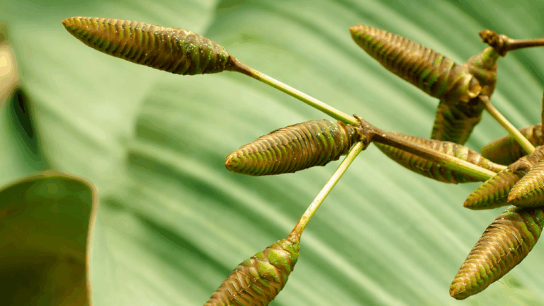 12 Rare Plants With Names That Sound Made Up