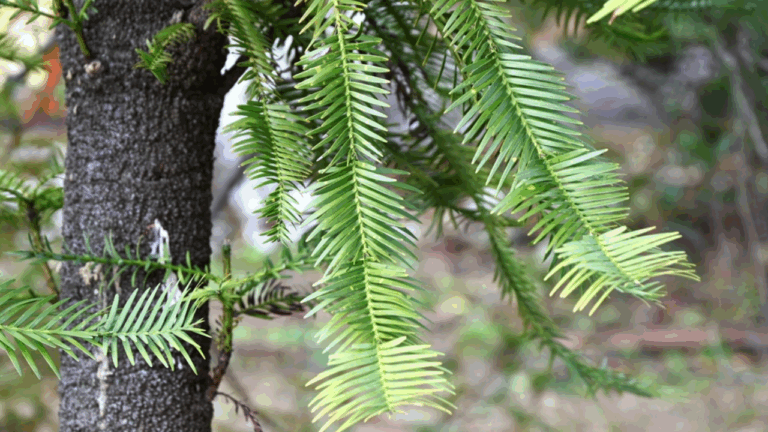 15 Rare Plants Found Again After Being Labeled Extinct