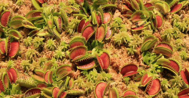 16 Rare Carnivorous Plants That Eat in Weird Ways