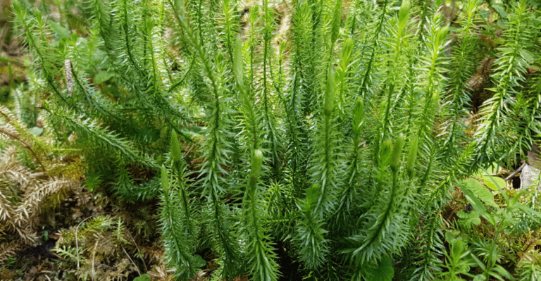 15 Rare Ferns That Have Barely Changed for Millions of Years
