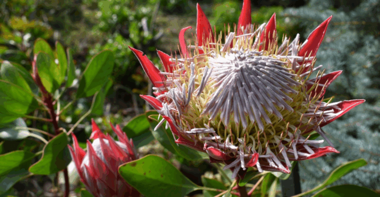 12 Rare Flowers with Origins That Go Back Millions of Years