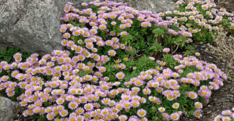 15 Rare Island Plants That Evolved in Total Isolation