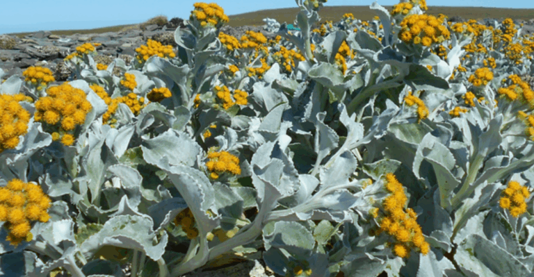 14 Rare Island Plants That Evolved with No Natural Predators