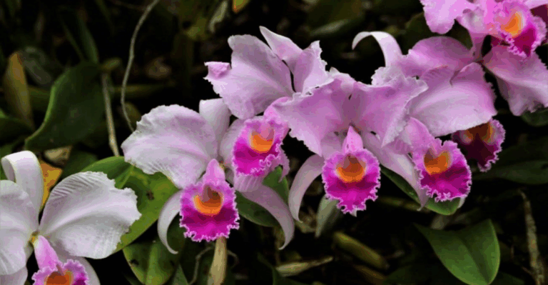 15 Rare Orchids with Shocking Shapes and Secret Pollinators