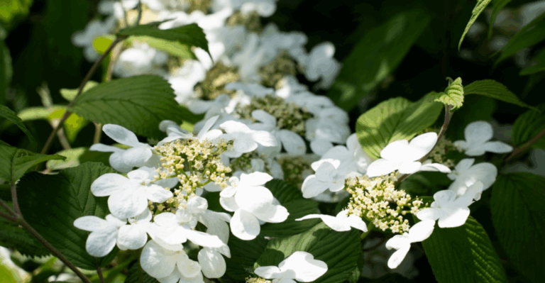 16 Rare Plants Found by Accident on Regular Walks