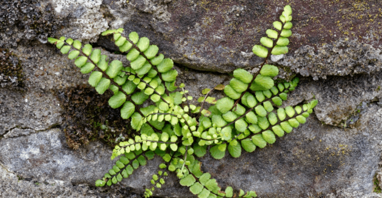 16 Rare Plants That Only Grow in Caves or Cave Like Shade