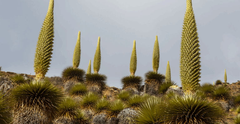 18 Rare Plants That Only Grow in One Small Corner of the World