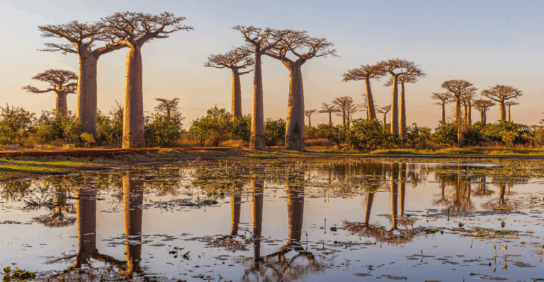15 Rare Trees That Still Exist from Ancient Forests