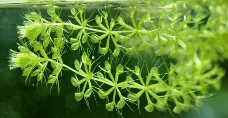 15 Rare Water Plants That Live in Hidden Springs and Quiet Lakes
