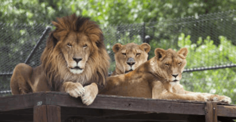 14 Small Zoo and Animal Sanctuaries in the U.S. With Close Up Encounters