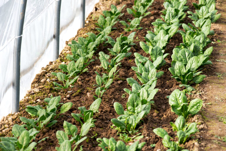 13 Small Greenhouse Tweaks That Keep Seedlings Happier