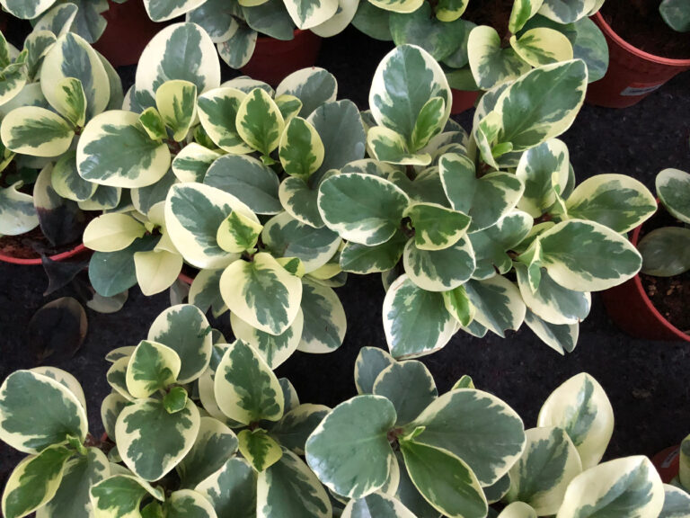 14 Variegated Houseplants That Look Like Living Art