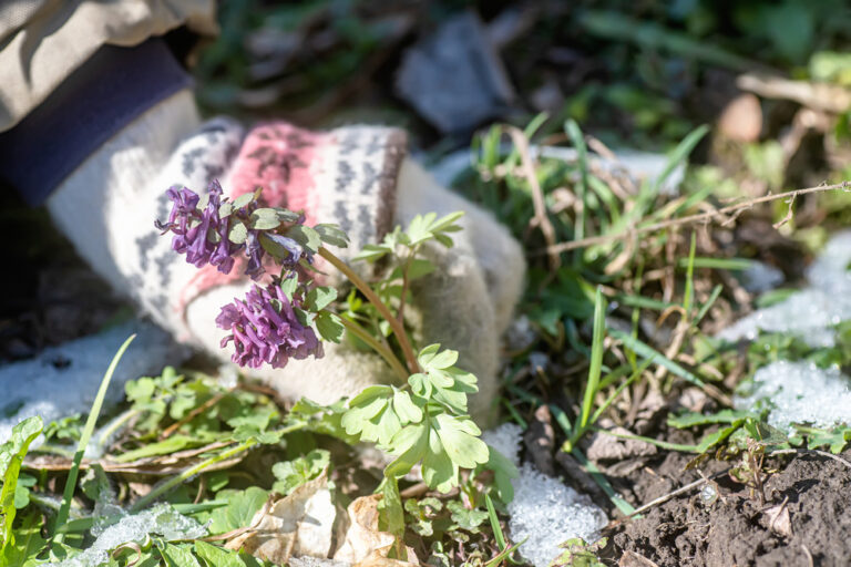 13 Cold-Season Cut Flowers You Can Grow in a Small Space