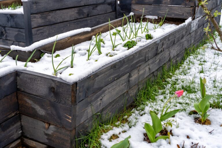 10 Late Winter Watering Rules for Outdoor Pots and Raised Beds