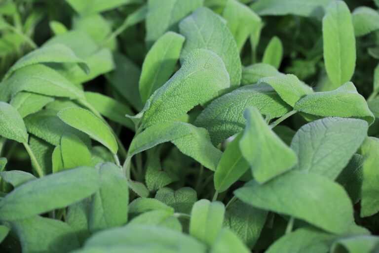 13 Cool Season Herbs That Handle Cold Nights Better Than You Think