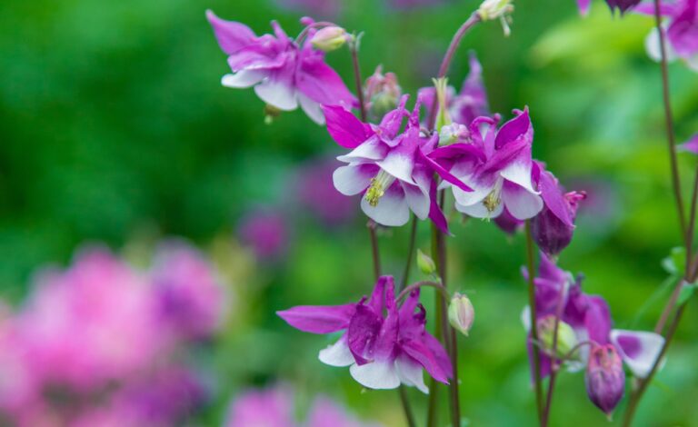 15 Perennials That Usually Show Up In Early March