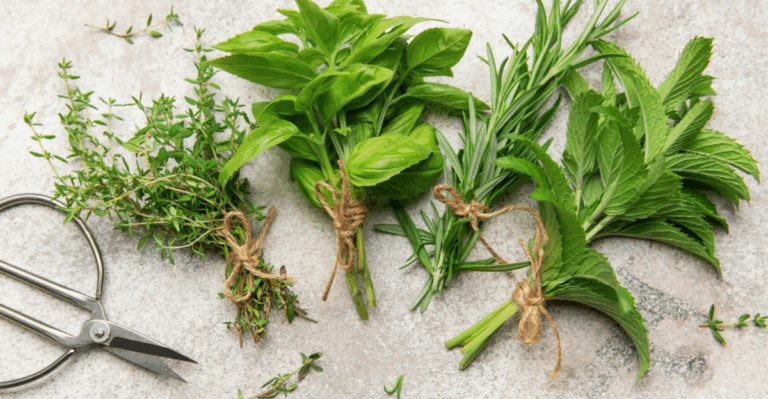 15 Backyard Herbs with Strong Scents You Only Get When They Are Fresh Cut