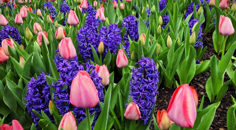 15 Best Early March Flowers To Plant For Fast Color