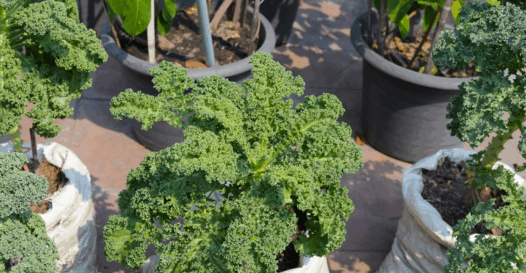 15 Best Things to Plant in Your Container Garden in February