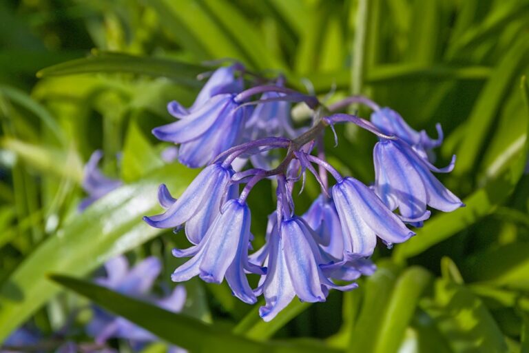 15 Early Flowering Plants That Give Bees Nectar When Blooms Are Scarce