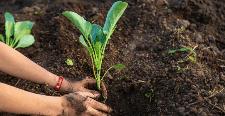 15 Brassicas To Plant Early for Big Spring Harvests