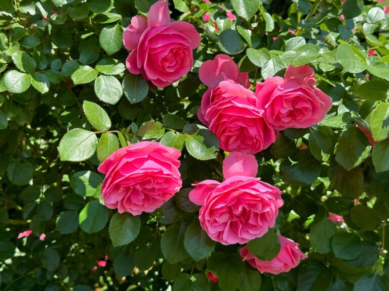 14 Climbing Vines That Thrive When Planted in Early Spring