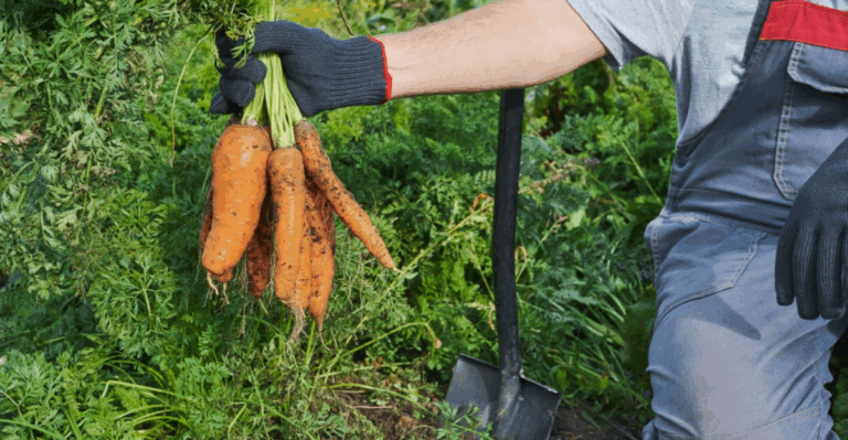 17 Cold Frame Crops To Harvest Before Spring