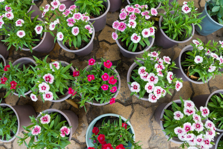 14 Cool Season Annuals That Bring Container Gardens Back to Life
