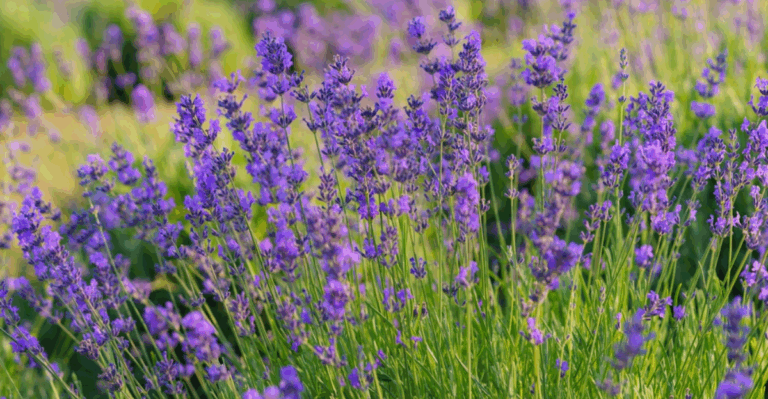 16 Deer Resistant Plants to Try Before New Growth Gets Nibbled