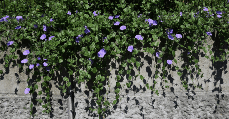 14 Green Ground Covers That Start Spreading While It Is Still Cool